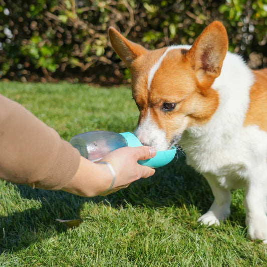 Portable Pet Hydration Bottle